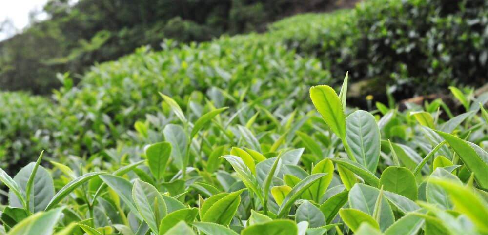 文山包種茶春茶