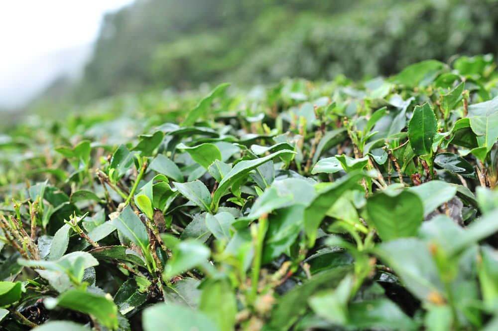 茶葉修剪