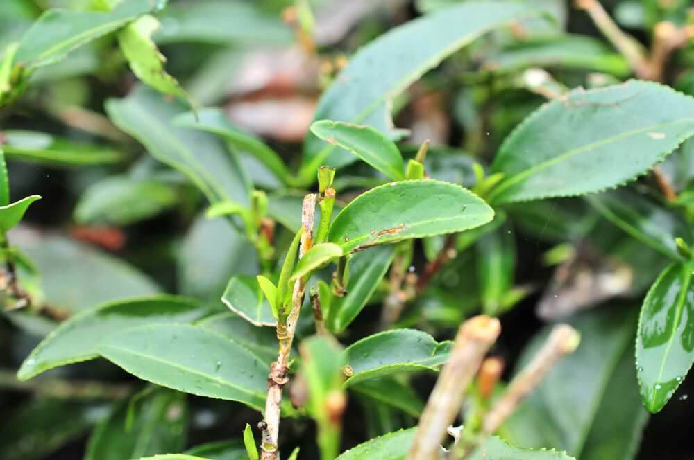 茶葉修剪