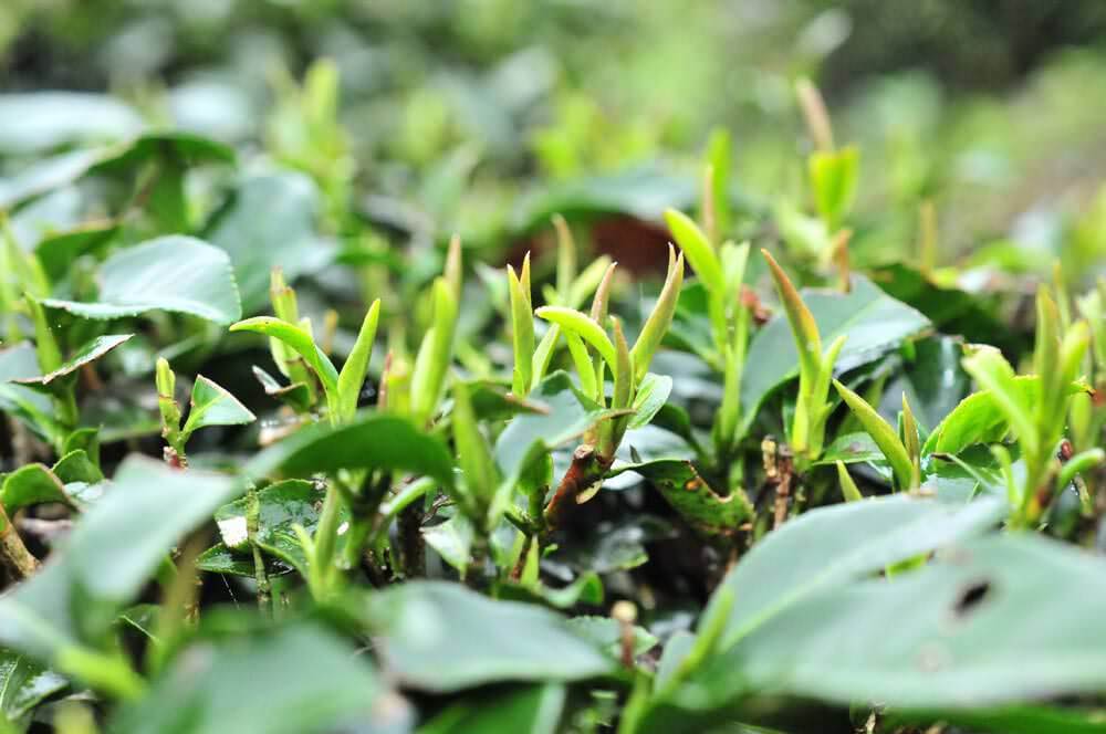 茶芽