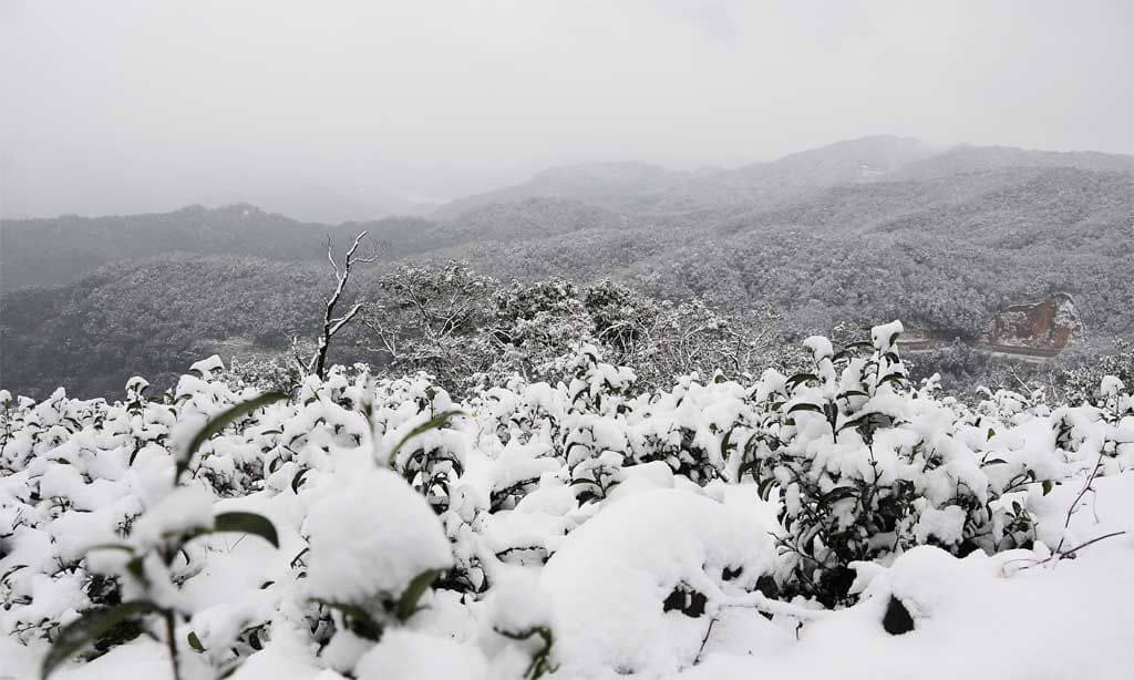 2016年1月24日茶園下雪