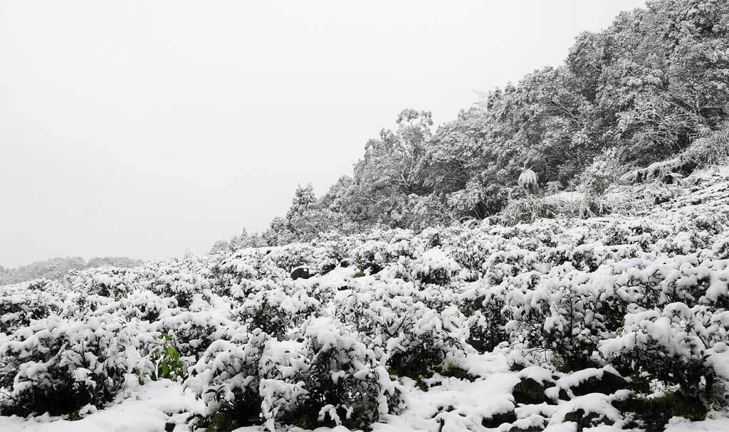 2016年1月24日茶園下雪