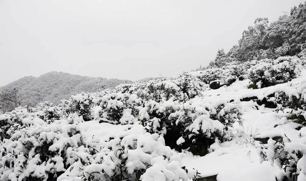 2016年1月24日茶園下雪