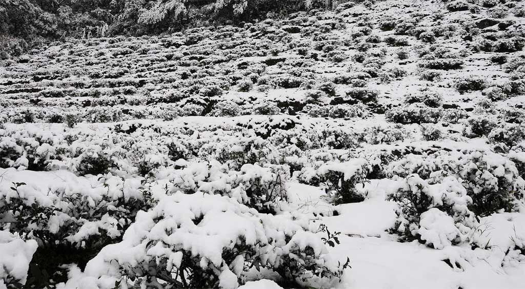 2016年1月24日茶園下雪