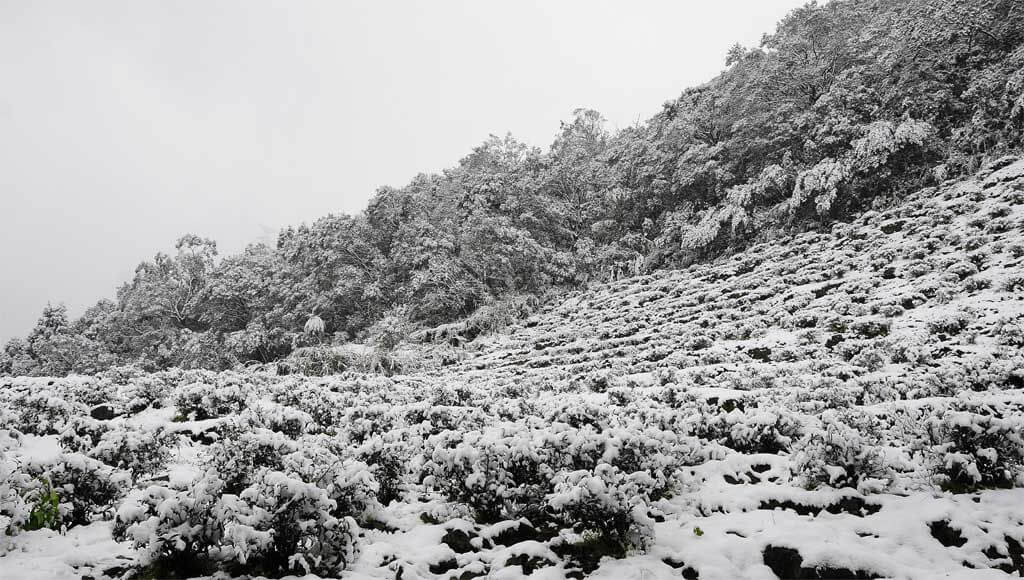 2016年1月24日茶園下雪