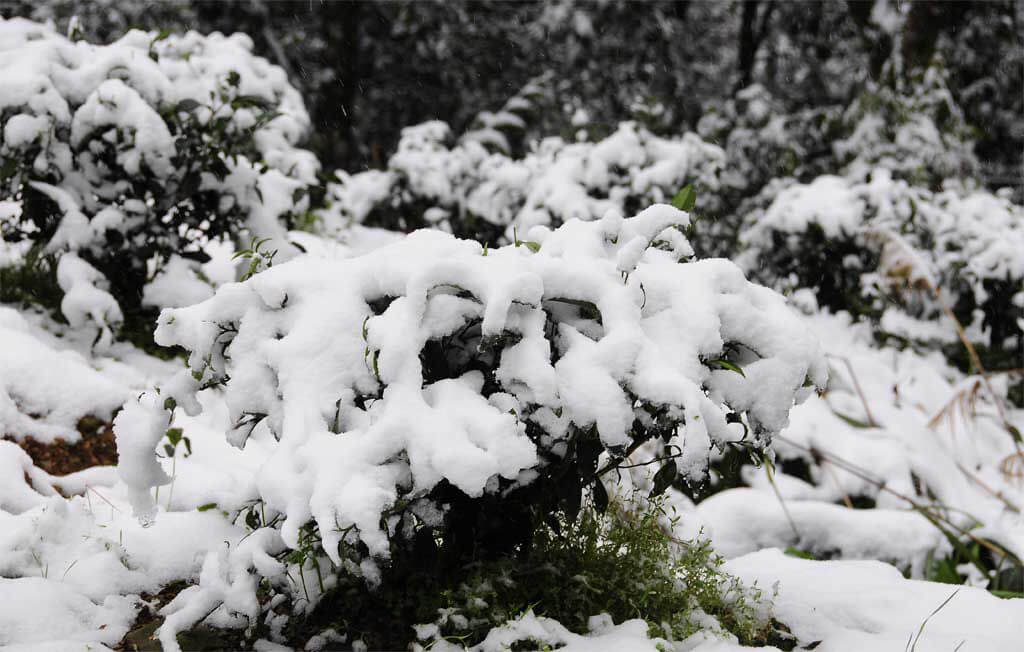 2016年1月24日茶園下雪