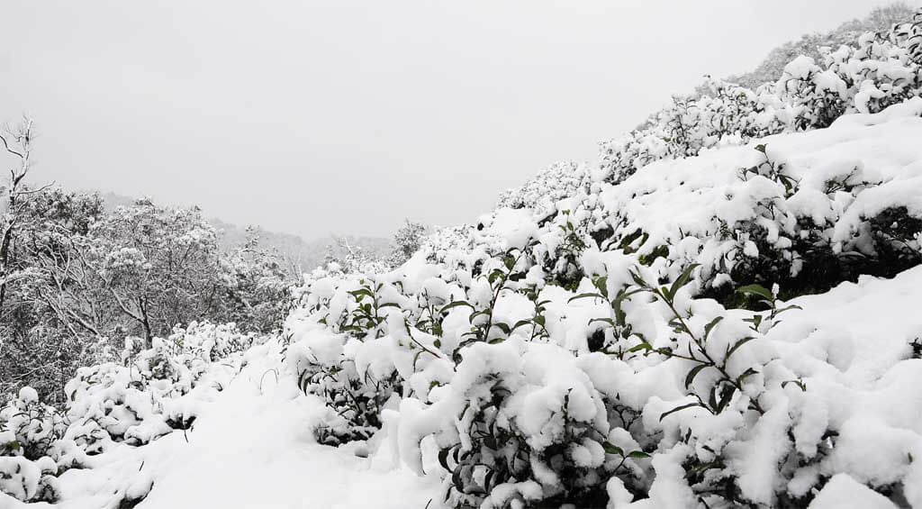 2016年1月24日茶園下雪