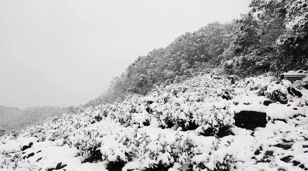2016年1月24日茶園下雪