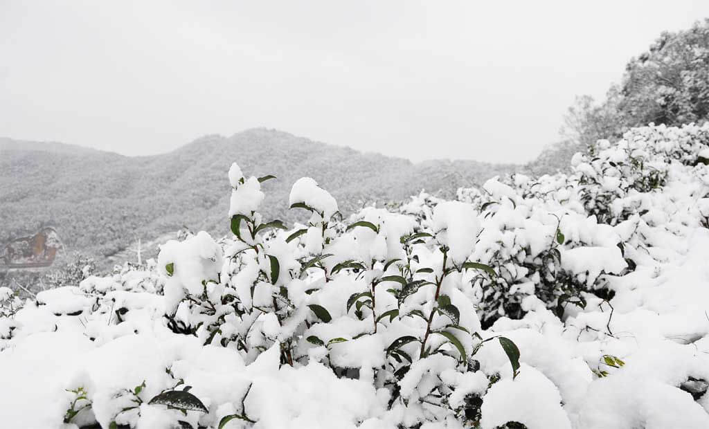 2016年1月24日茶園下雪