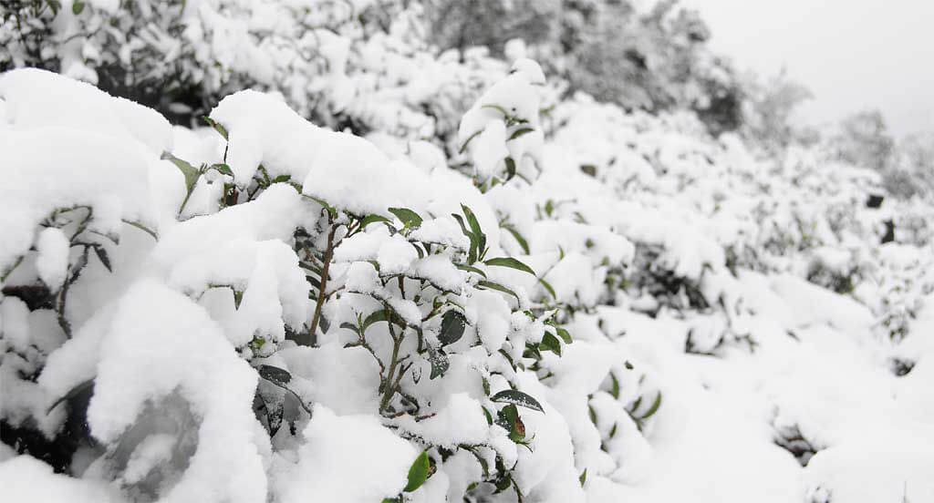 2016年1月24日茶園下雪