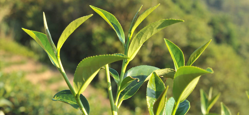 包種茶春茶