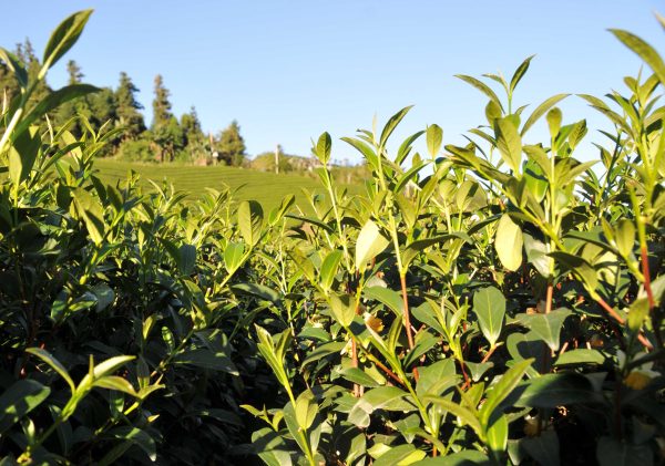 金萱包種茶 - 150克(2025年春茶)：圖片 2