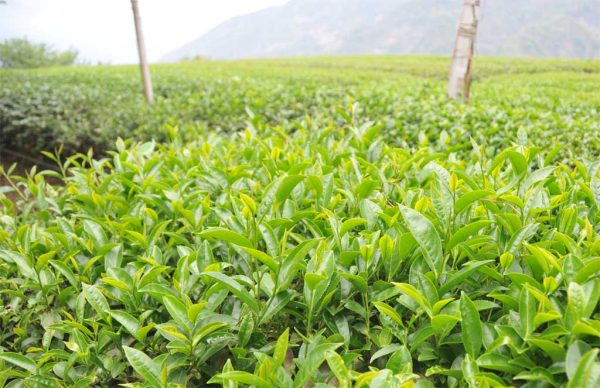 金萱包種茶 - 150克(2025年春茶)：圖片 3