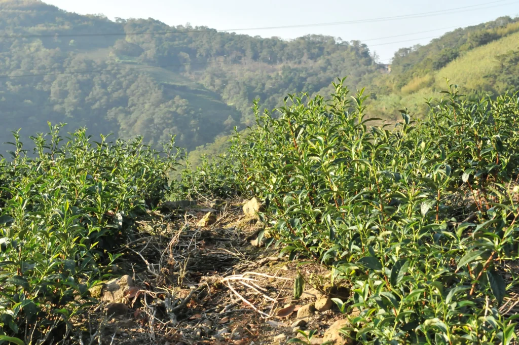 東方美人茶產地