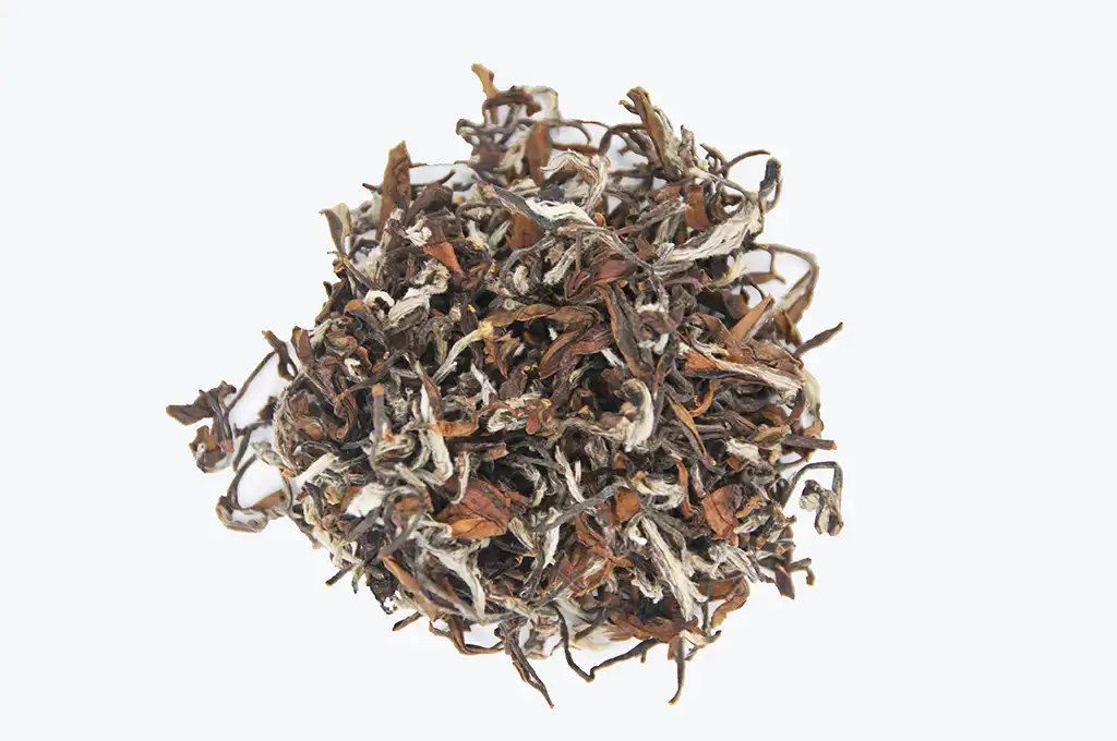 東方美人茶製作過程