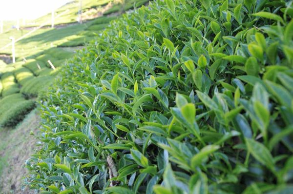 青心烏龍包種茶(春茶) - 半斤(300克)：圖片 3