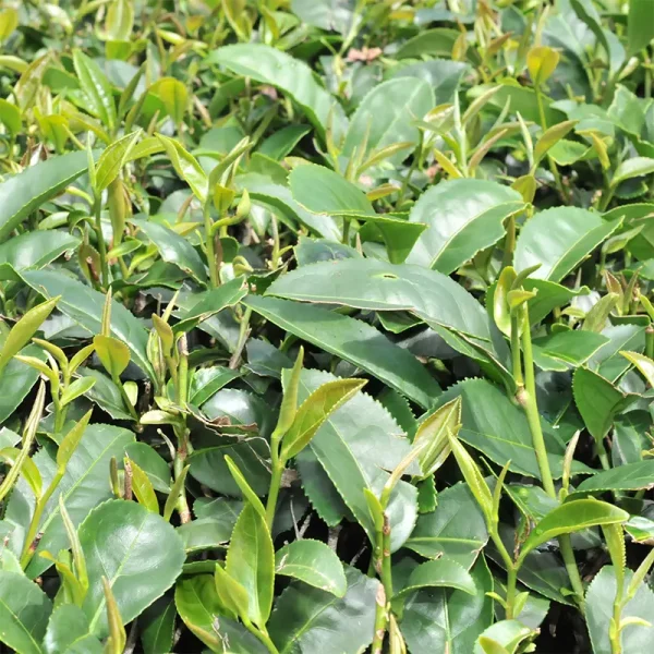 台茶12號白毫烏龍茶