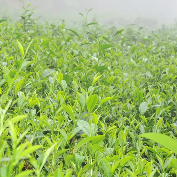 2022慢種膨風茶