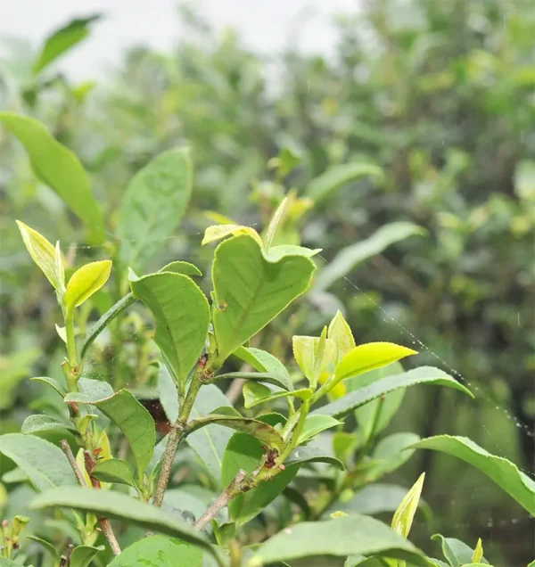 2022慢種膨風茶