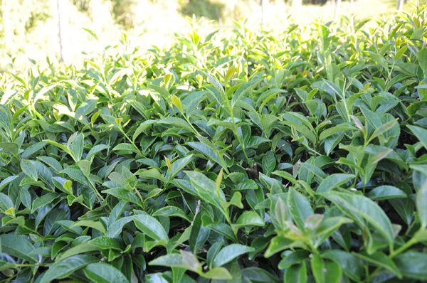 青心烏龍包種茶冬茶-300克(2024年冬茶)：圖片 2