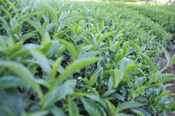 特級青心烏龍冬茶-150克(2024年冬茶)：圖片 2
