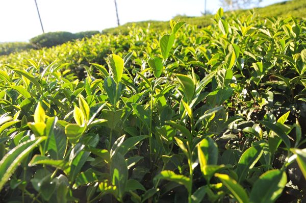 特級青心烏龍冬茶-150克(2024年冬茶)：圖片 3