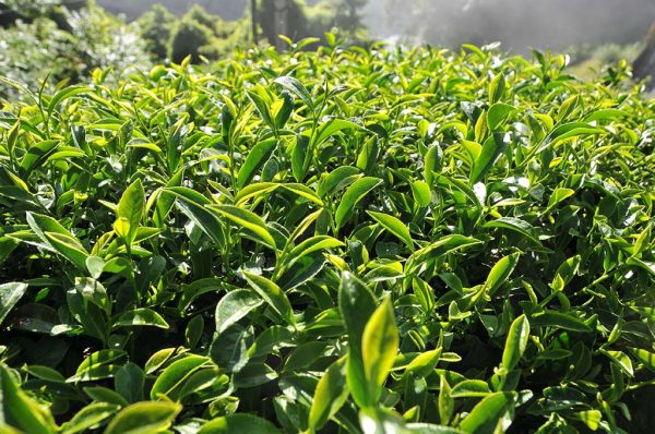 青心烏龍包種茶 - 150克(2025年春茶)：圖片 3