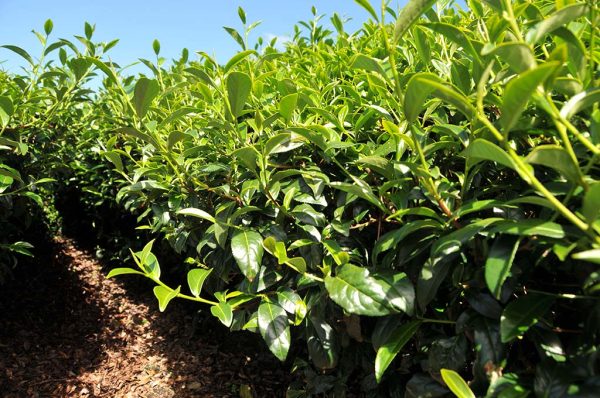 青心烏龍包種茶 - 150克(2025年春茶)：圖片 2