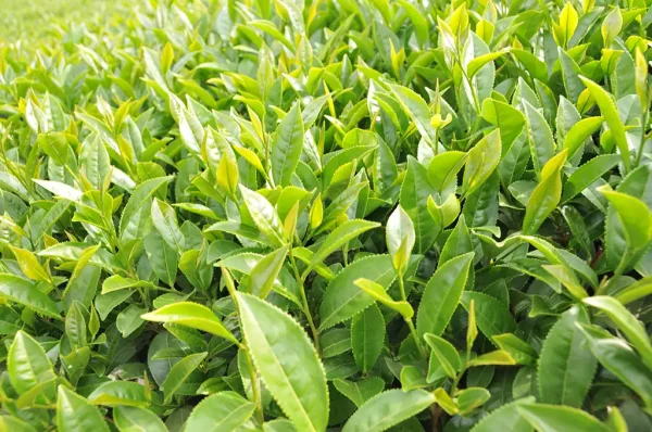 2023年春季金萱包種茶(四月10號採收) - 半斤(300克)：圖片 2