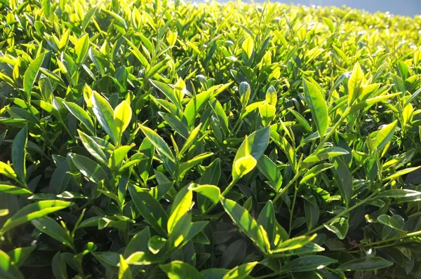 特級青心烏龍包種茶 - 150克(2025年春茶)：圖片 4