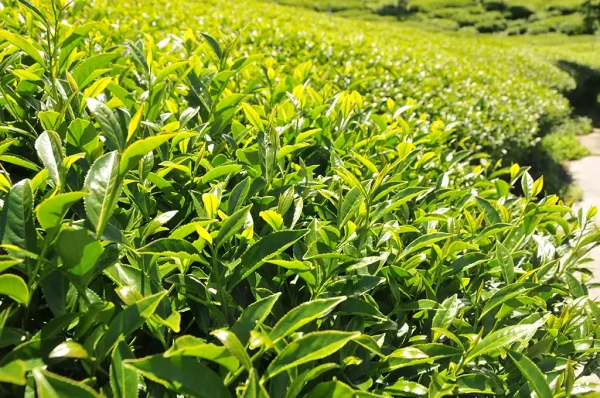 特級青心烏龍包種茶 - 150克(2025年春茶)：圖片 3