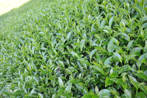特級青心烏龍包種茶 - 150克(2025年春茶)：圖片 2