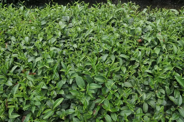 2023年膨風茶(慢種) - 半斤(300克)：圖片 2