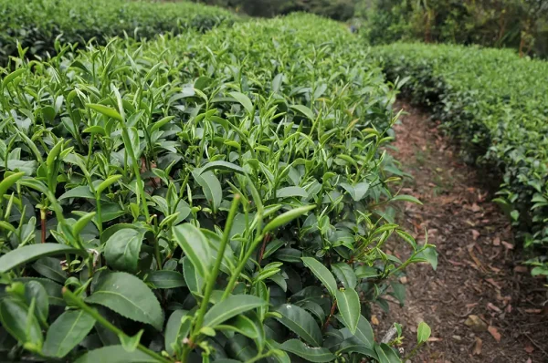 2023年膨風茶(慢種) - 半斤(300克)：圖片 3