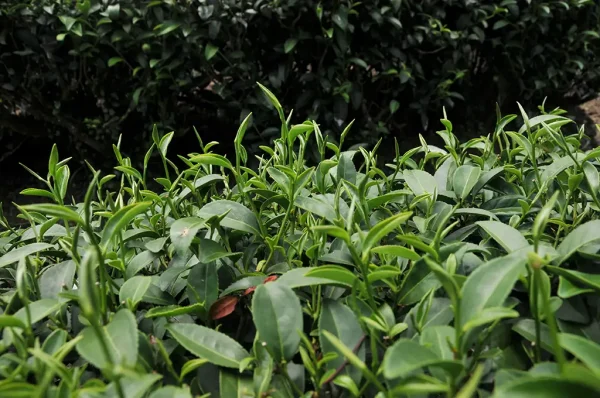 2023年膨風茶(慢種) - 半斤(300克)：圖片 4