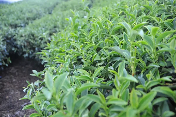 金萱包種茶-300克(2024年冬茶)：圖片 2