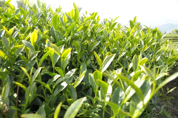金萱包種茶-300克(2024年冬茶)：圖片 3