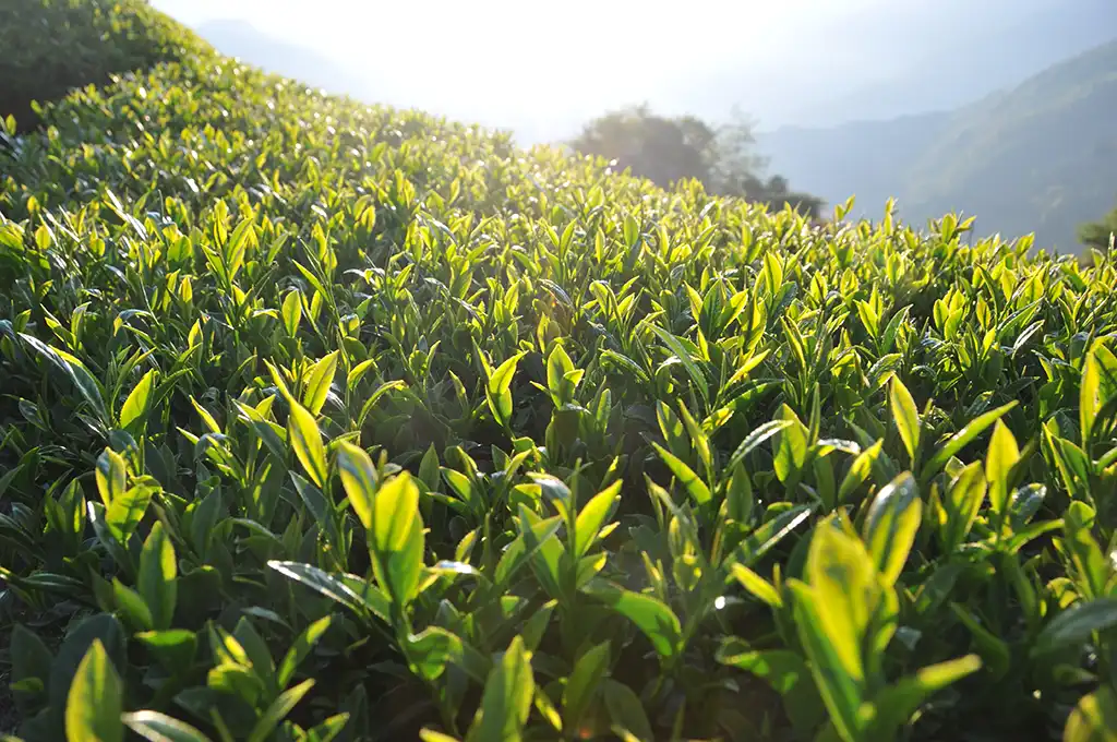 2024年包種茶春茶