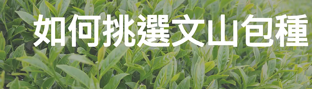 如何挑選文山包種