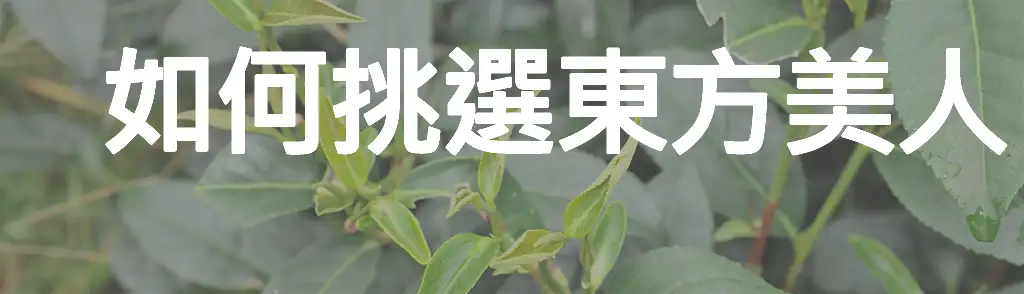 如何挑選東方美人茶