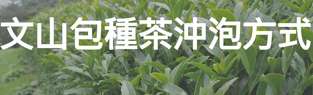 文山包種茶沖泡方式