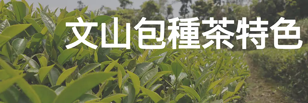 文山包種茶特色