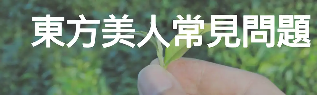 東方美人茶常見問題
