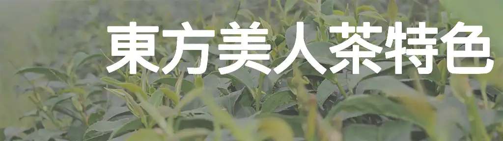 東方美人茶特色